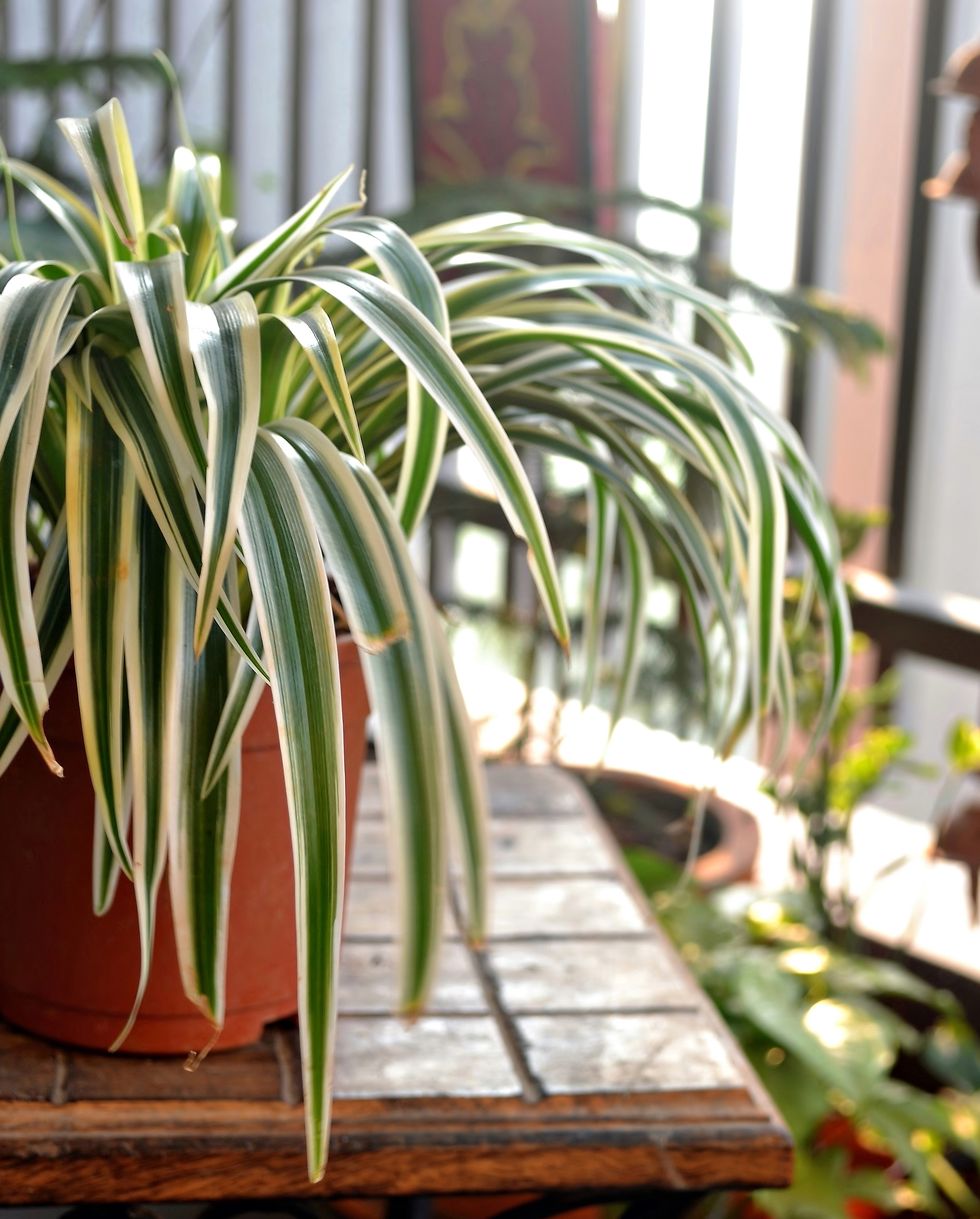 spider plant situated on home balcony in India