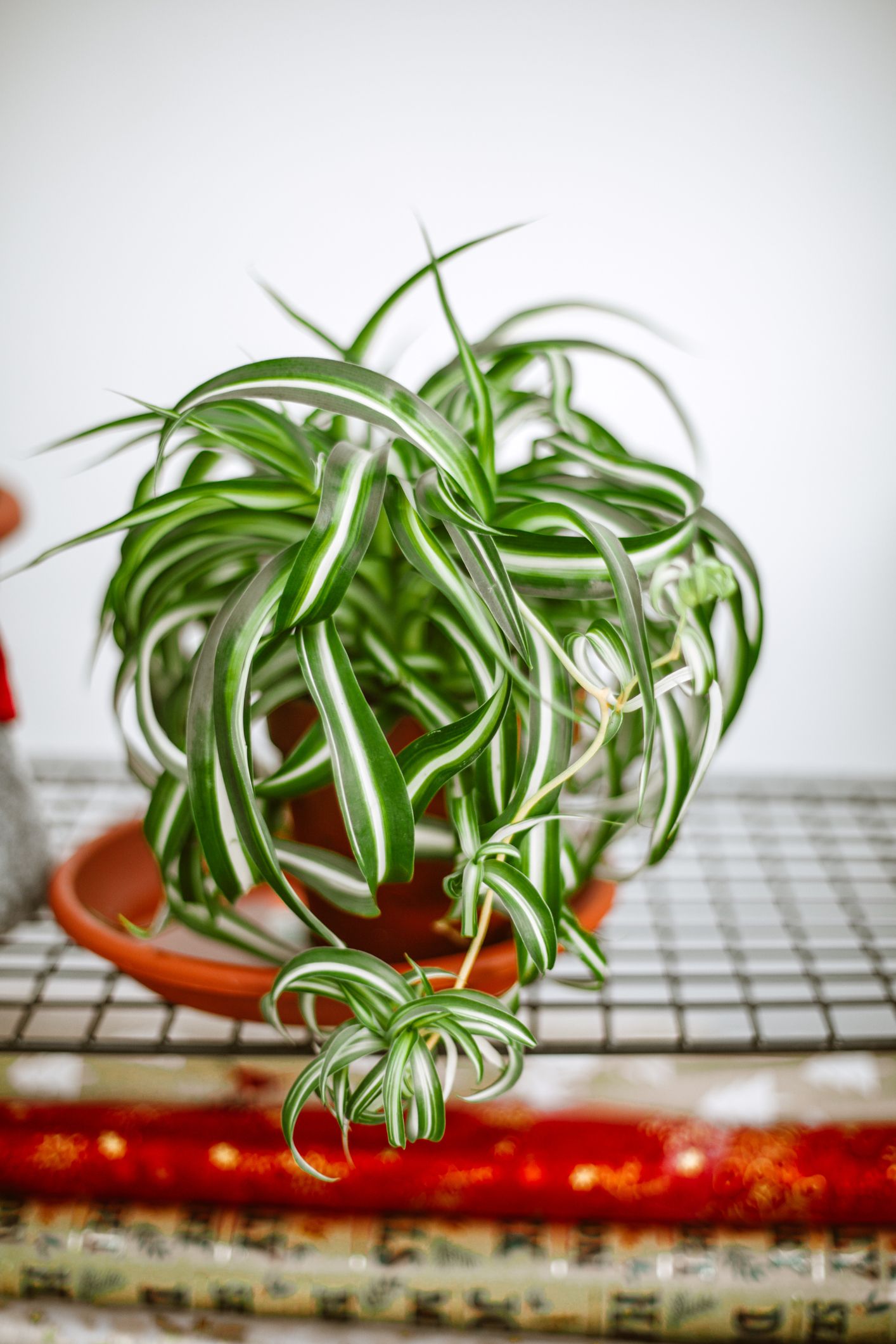 Curly Spider Plant Plant Care: Water, Light, Nutrients