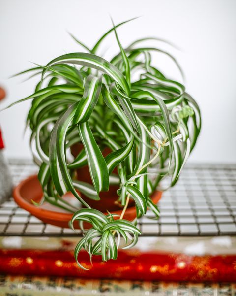 chlorophytum in flowerpot on table variegatum, comosum spider plant