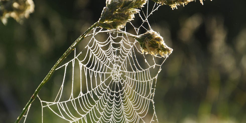 Spiders Are No Longer Afraid Of The Light, German Scientists Say