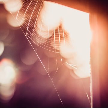 cobweb in window frame against sunrise
