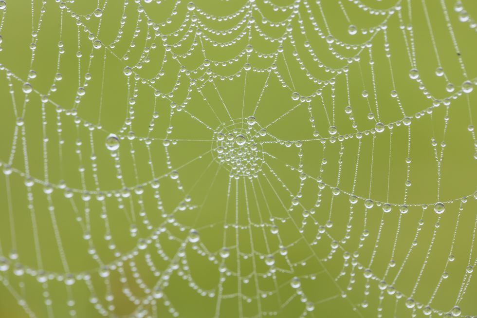 Spiders web on foggy morning