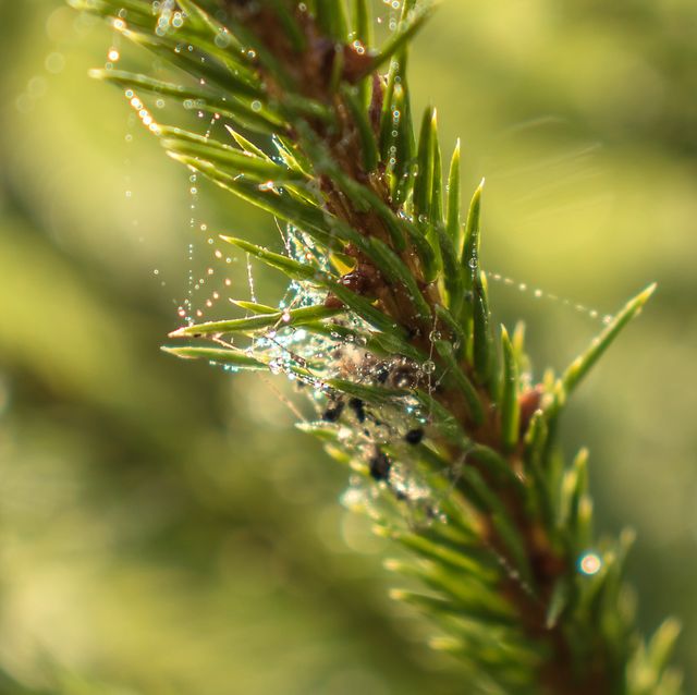 Spiderweb in dew drops on spruce branch
