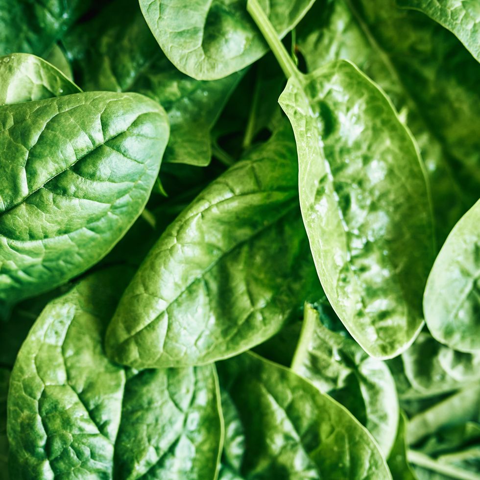 spinach inflorescence. green natural background.