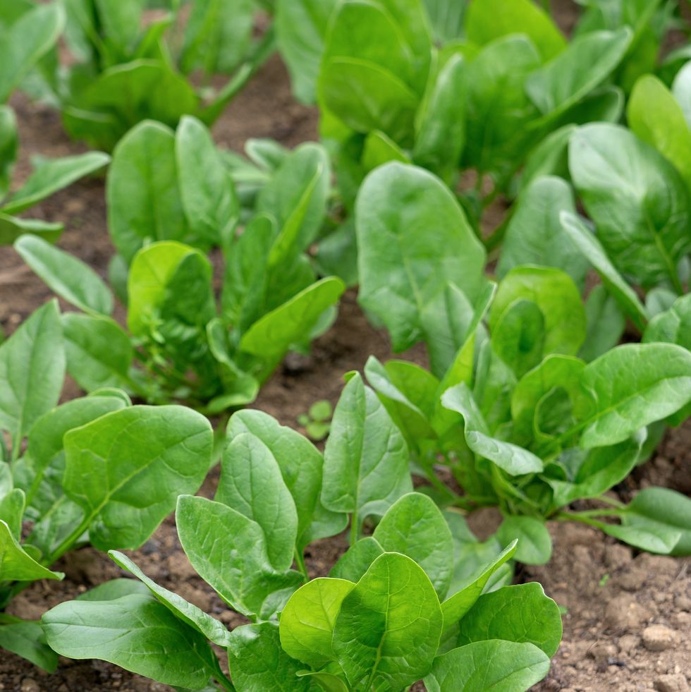 spinach planted in the field