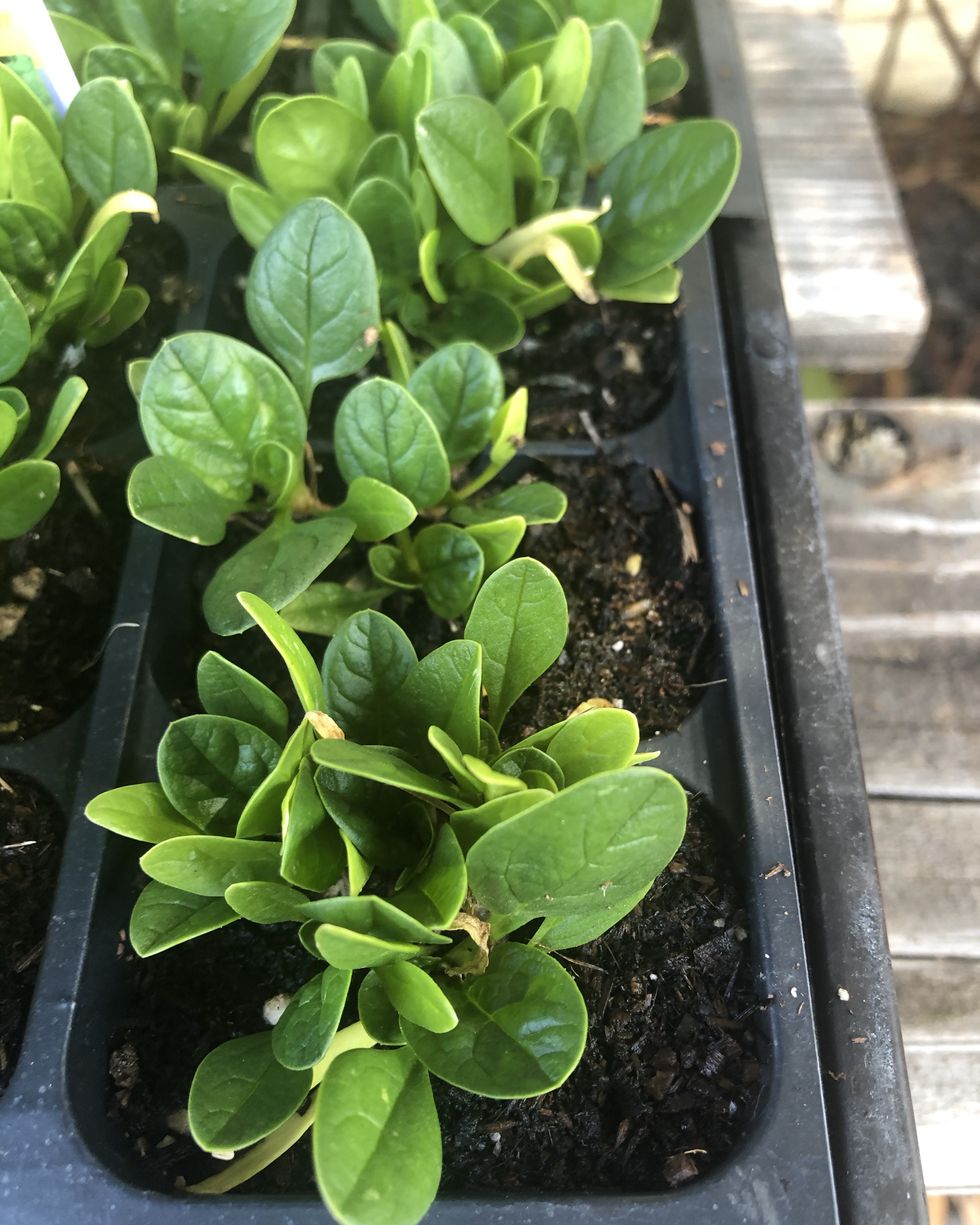 container gardening vegetables spinach