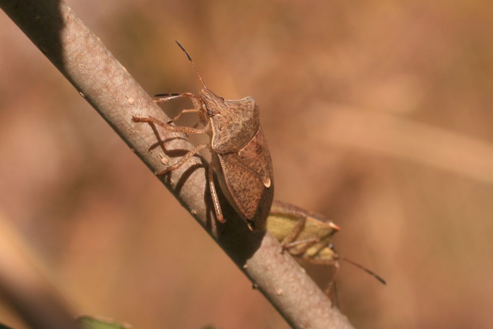 spined soldier bug