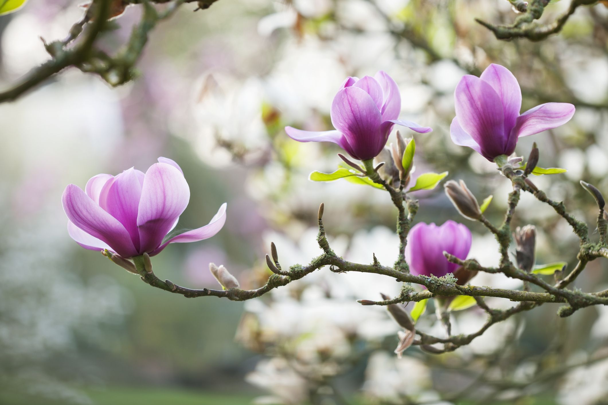 20 Early-Spring Flowering Plants