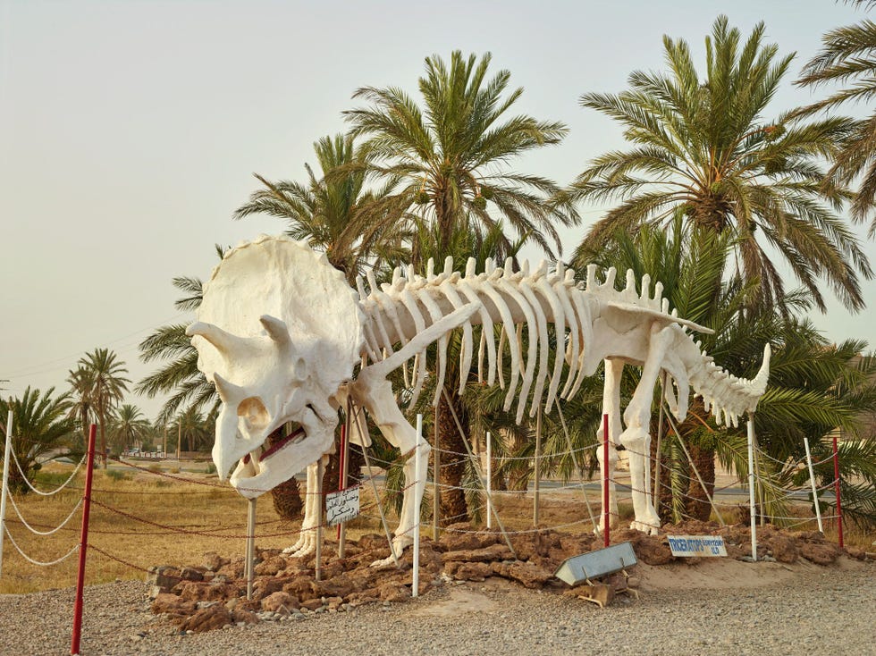 Buiten het TahiriFossielmuseum bij Rissani in Marokko staat het nagemaakte skelet van een Triceratops een soort die in NoordAmerika wordt aangetroffen Hoewel ook in Marokko dinosaurirsoorten zijn gevonden zijn die minder bekend als hun verre Amerikaanse verwanten