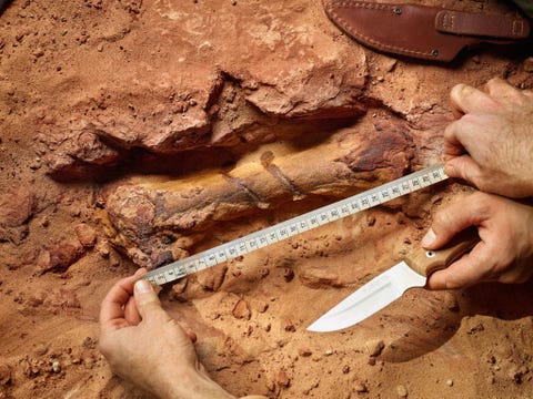 Op de Marokkaanse vindplaats steekt een voetbeentje van een Spinosaurusuit de rode zandsteen Het dinosaurirfossiel dat hier wordt opgegraven is het meest complete skelet van een theropode uit het Krijt dat tot nu toe in NoordAfrika is ontdekt