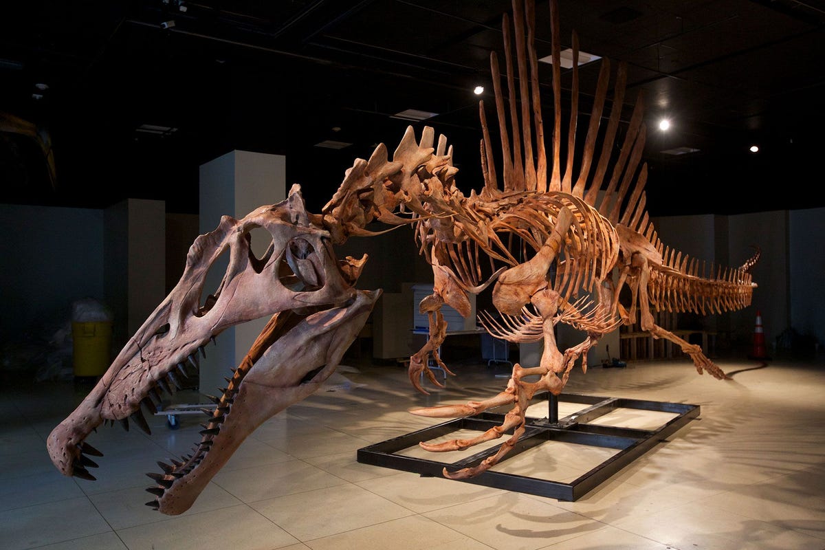 Een levensgroot model van het skelet van de Spinosaurus aegyptiacus de grootste vleesetende dinosaurir die ooit is gevonden