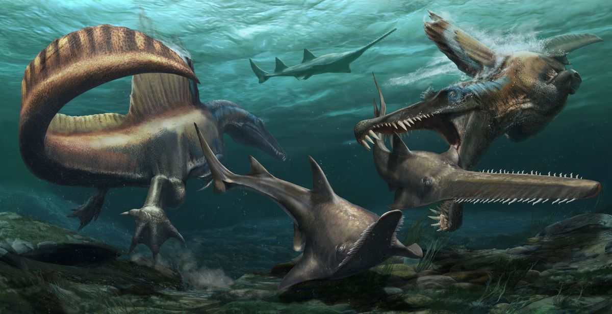 In een rivierenstelsel dat 97 miljoen jaar geleden het grootste deel van het huidige Marokko besloeg jagen tweeexemplaren van de soortSpinosaurus aegyptiacusop de prehistorische zaagvis Onchopristis Uit onlangs ontdekte fossielen is gebleken dat de staart van de Spinosaurus geschikt was om mee te zwemmen een nieuw argument voor de hypothese dat dit dier het grootste deel van zijn leven in het water doorbracht