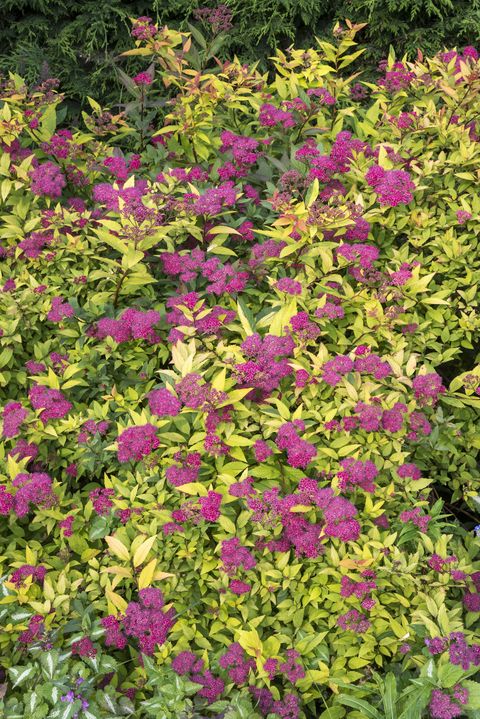 summer flowering small shrub with bright golden leaves and vivid red flowers in june