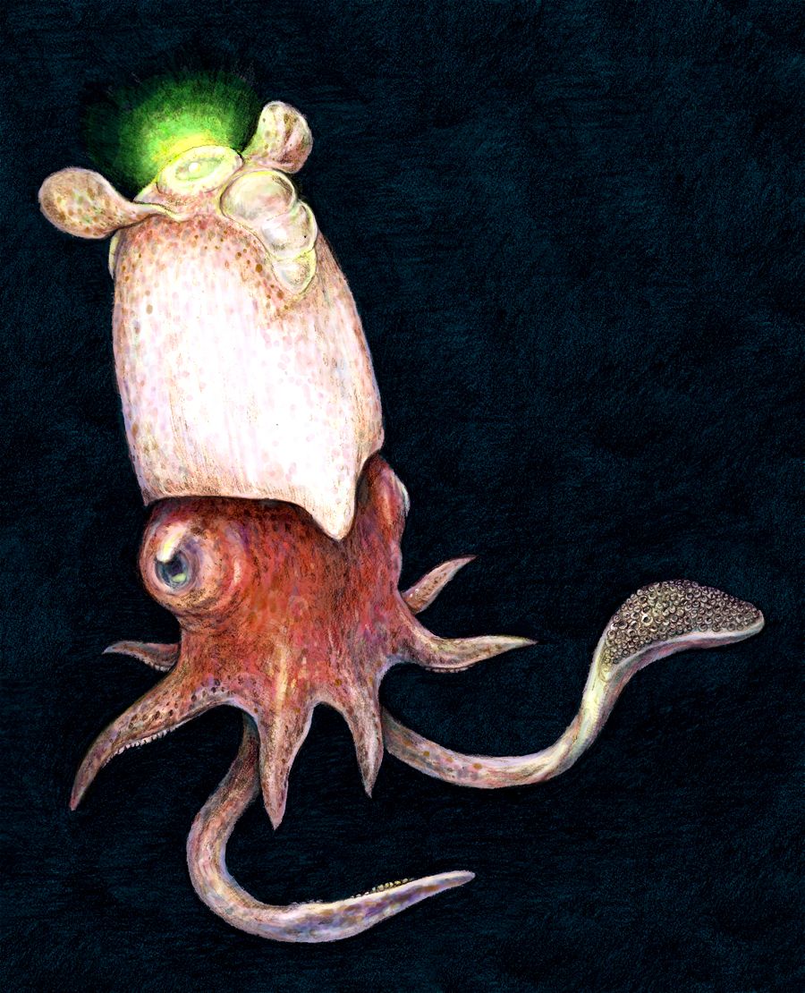 spirula spirula ram's horn squid illustration