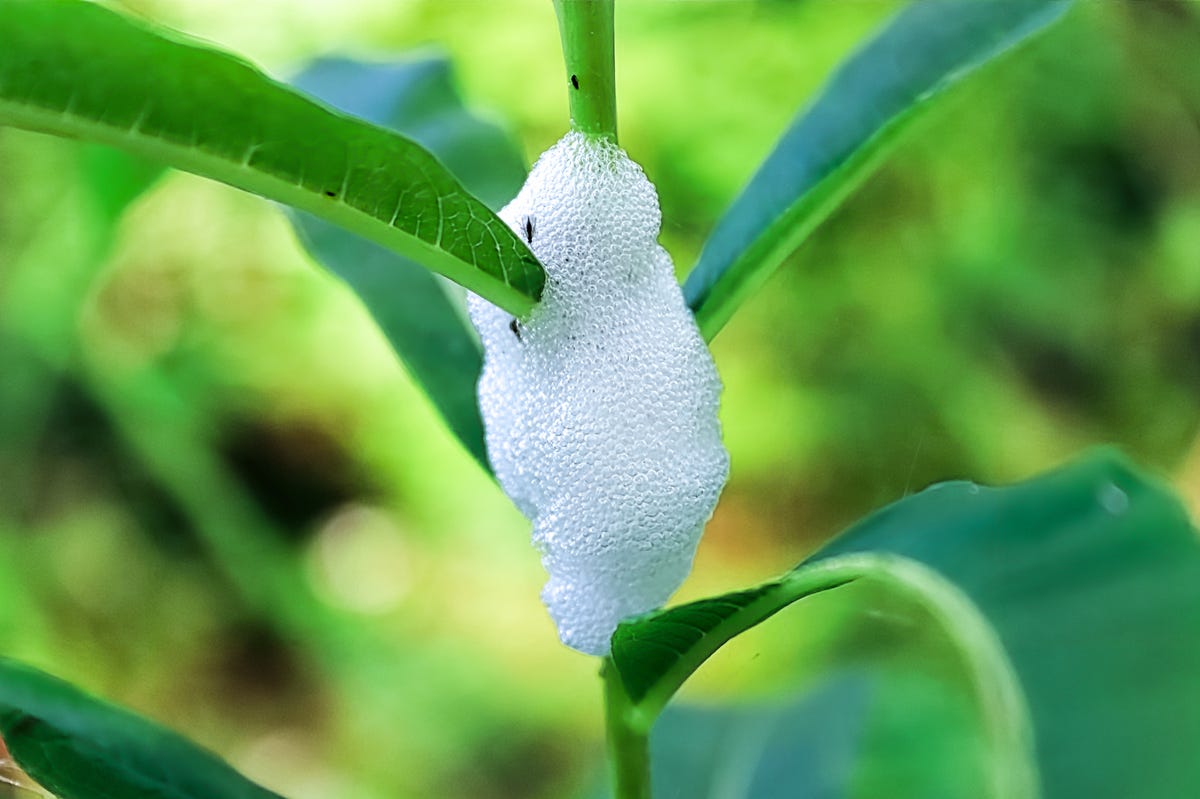 What Is This Foam on My Plant? - Home Garden Joy