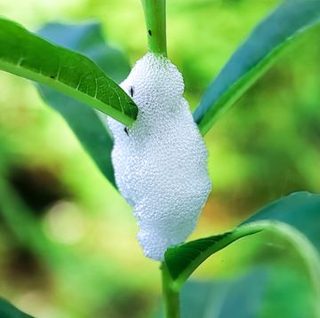 warning as strange spittlebug froth appears on garden plants