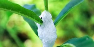 warning as strange spittlebug froth appears on garden plants