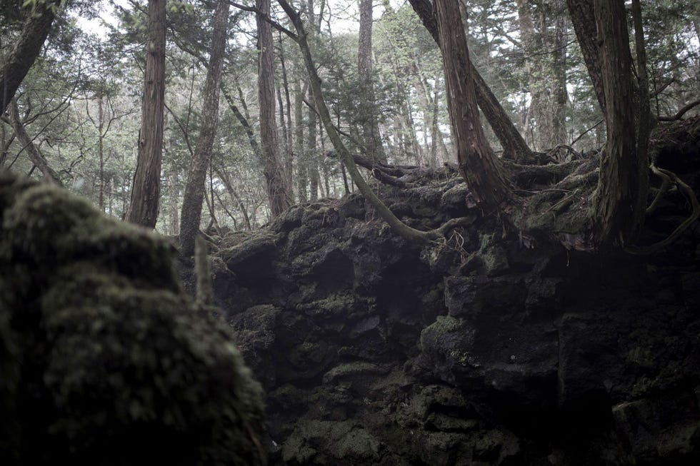 AOKIGAHARAWOUD JAPAN  Het woud dat op uitgeharde vulkanische bodem groeit wordt al sinds lange tijd in de Japanse literatuur en folklore verbonden met de geesten van de doden In de afgelopen jaren is het als het zelfmoordbos bekend komen te staan zodat langs sommige paden nu borden staan waarop een telefoonnummer van een helplijn voor wandelaars is aangegeven