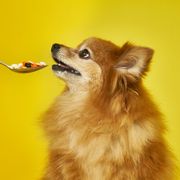 a spoonful of pills and a happy german spitz dog