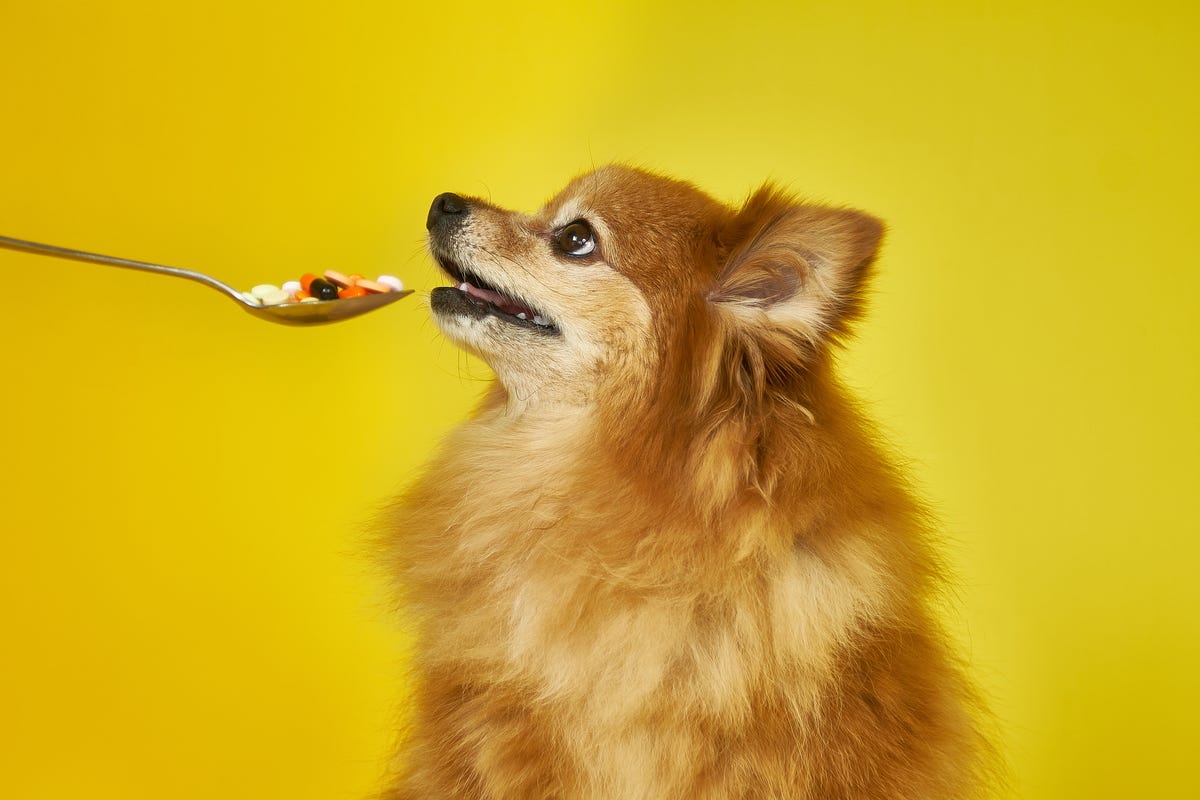 The Search for a Pill That Can Help Dogs—and Humans—Live Longer