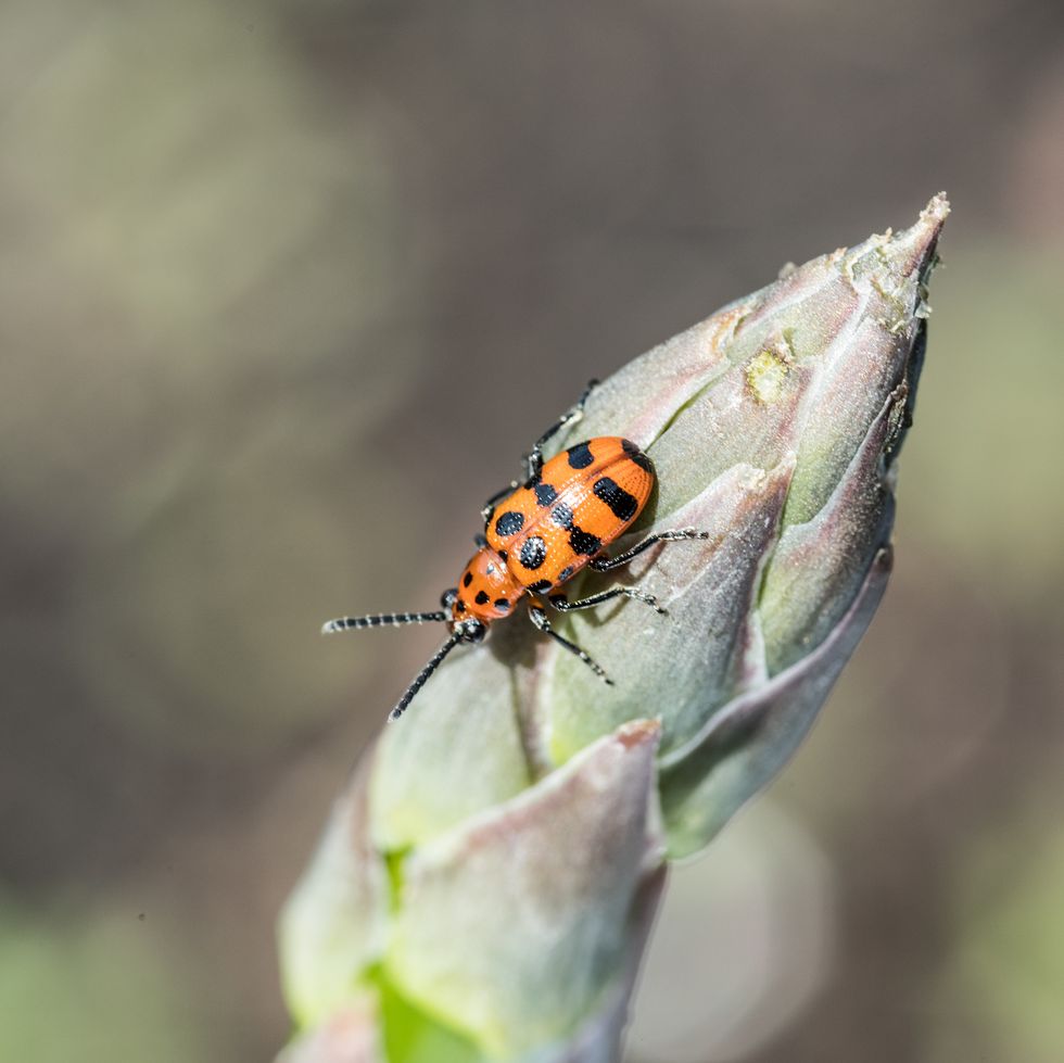 spotted asparagus beetle on the asparagus sprout top