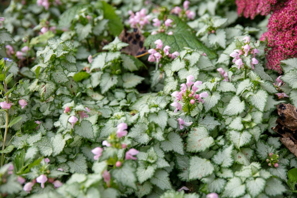 30 Shade-Loving Plants That'll Thrive in Your Garden