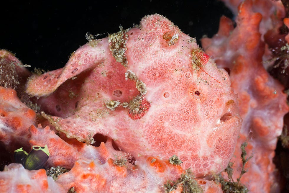 spotted frogfish, antennarius pictus, raja ampat, west papua, indonesia