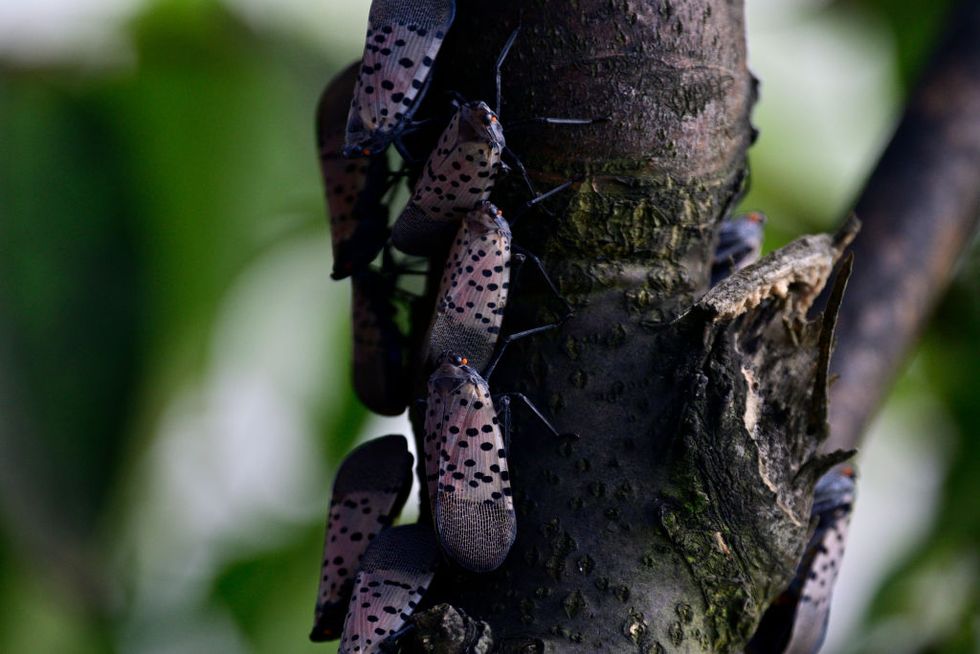 Spotted Lanternfly Pest Spreads in Pennsylvania