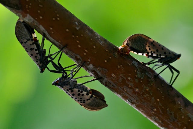 what-are-spotted-lanternflies-and-why-are-they-so-dangerous