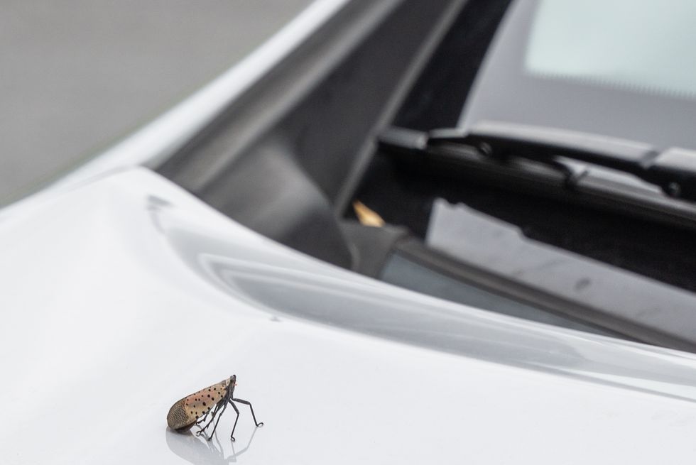 what is spotted lanternfly on a car