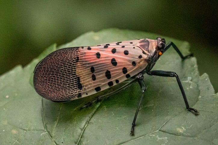 Is This Bug Invading Your Land? Here's What to Do