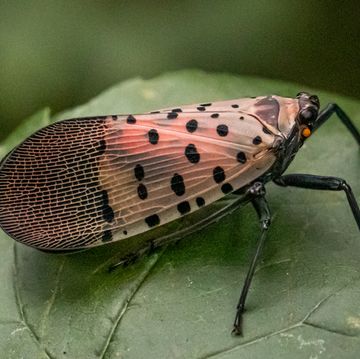 what is spotted lanternfly