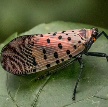 what is spotted lanternfly