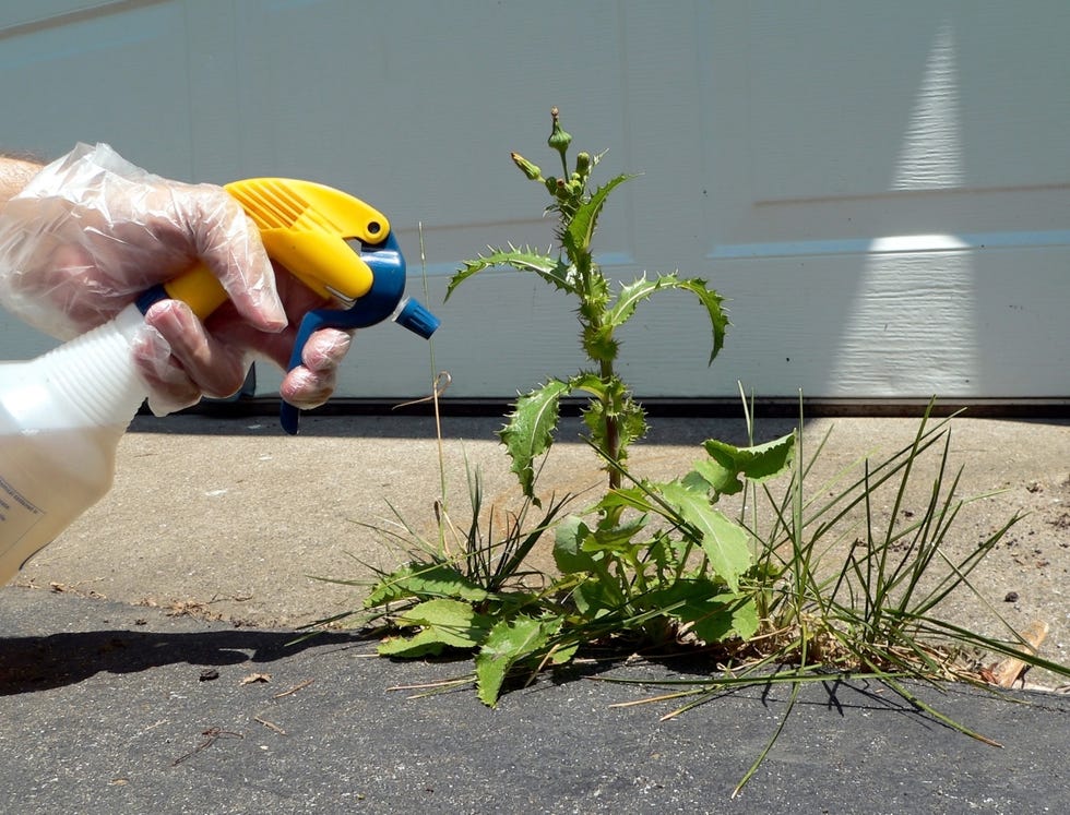 DIY vinegar herbicide