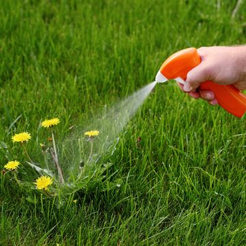 spraying poison on dandelions