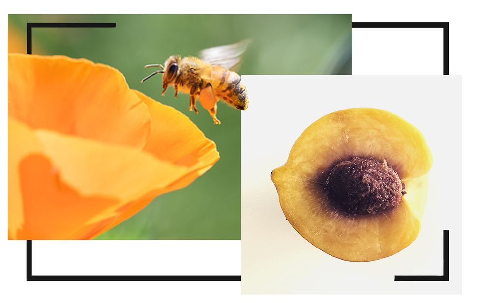 Honeybee, Insect, Bee, Drosophila melanogaster, Bumblebee, Membrane-winged insect, Pollen, Pollinator, Organism, Plant, 