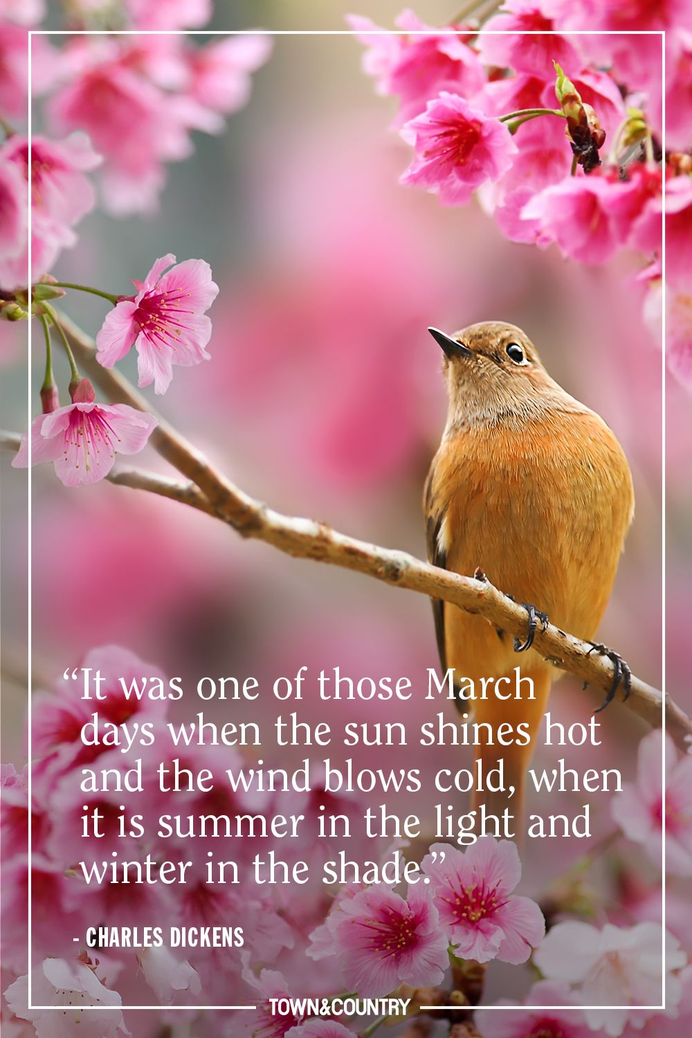 30+ Best Spring Quotes - Inspirational and Funny Sayings About Spring