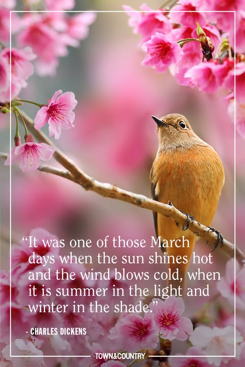 Bird, Spring, Adaptation, Beak, Morning, Plant, Flower, Perching bird, Branch, Blossom, 