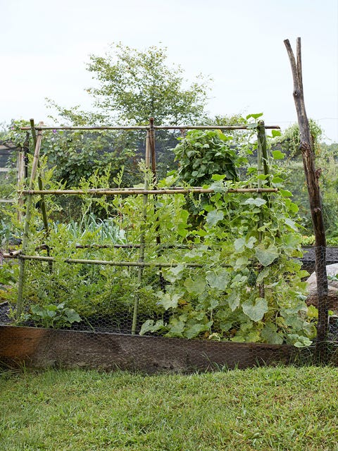 Martha's Vineyard Kitchen Garden - Linda Lipsett Home Tour