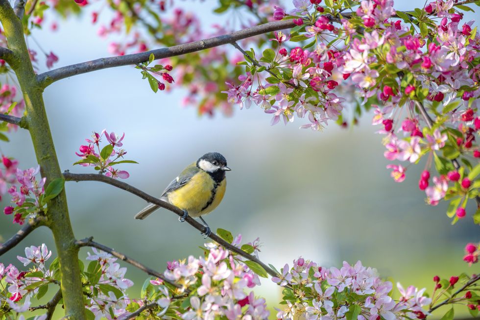 a bluetit garden bird parus major resting on the branch of a crab apple tree with spring blossom