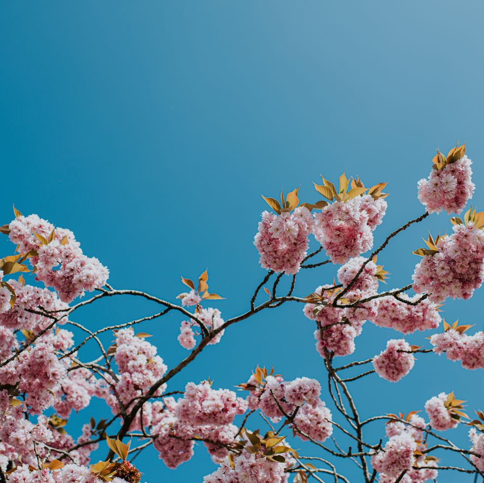beautifully clear blue sky with wispy clouds behind a cherry blossom tree in full bloom in early spring the pink flowers stand out infront of the sky, which provides a space for copy