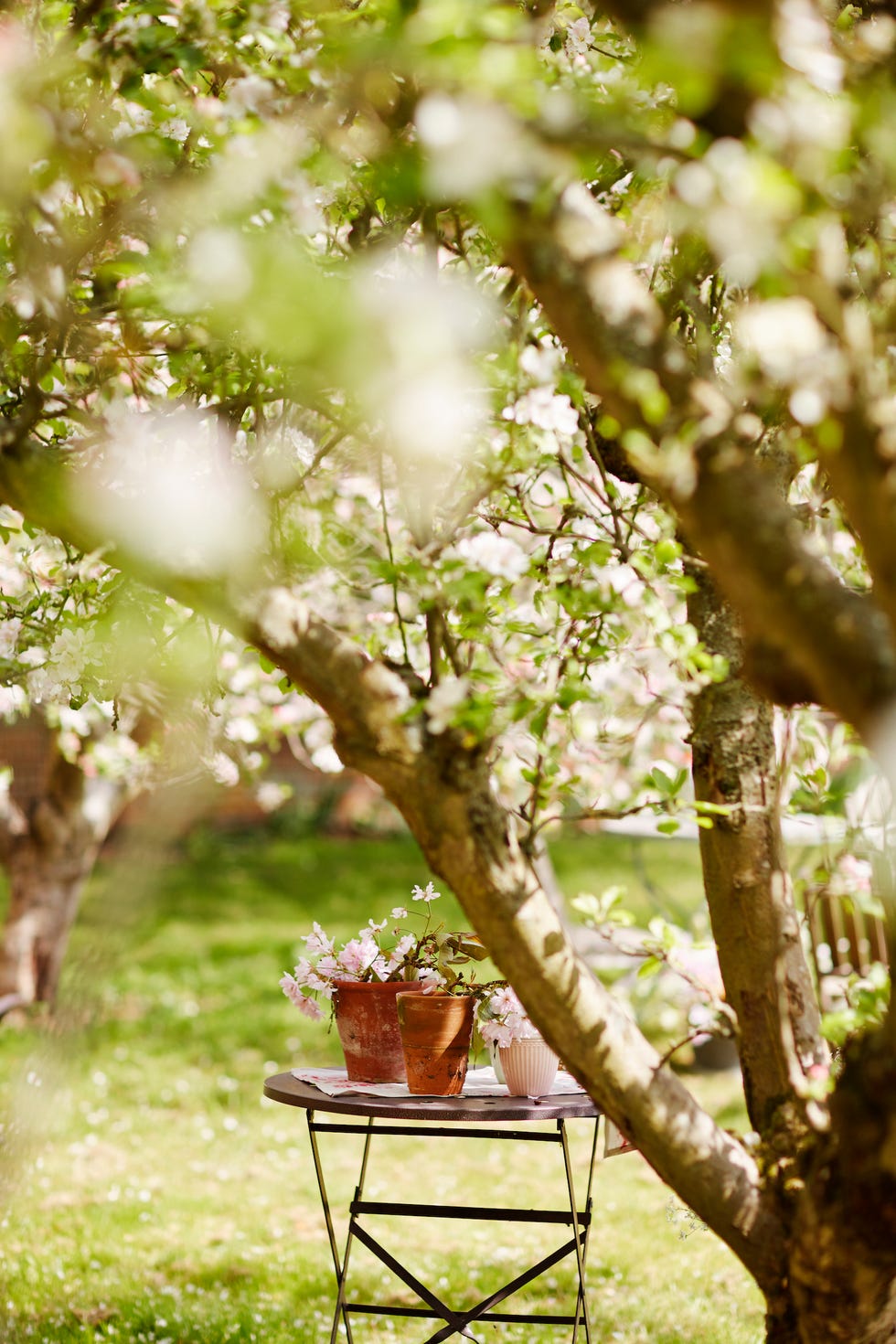 garden in spring with pink blossom