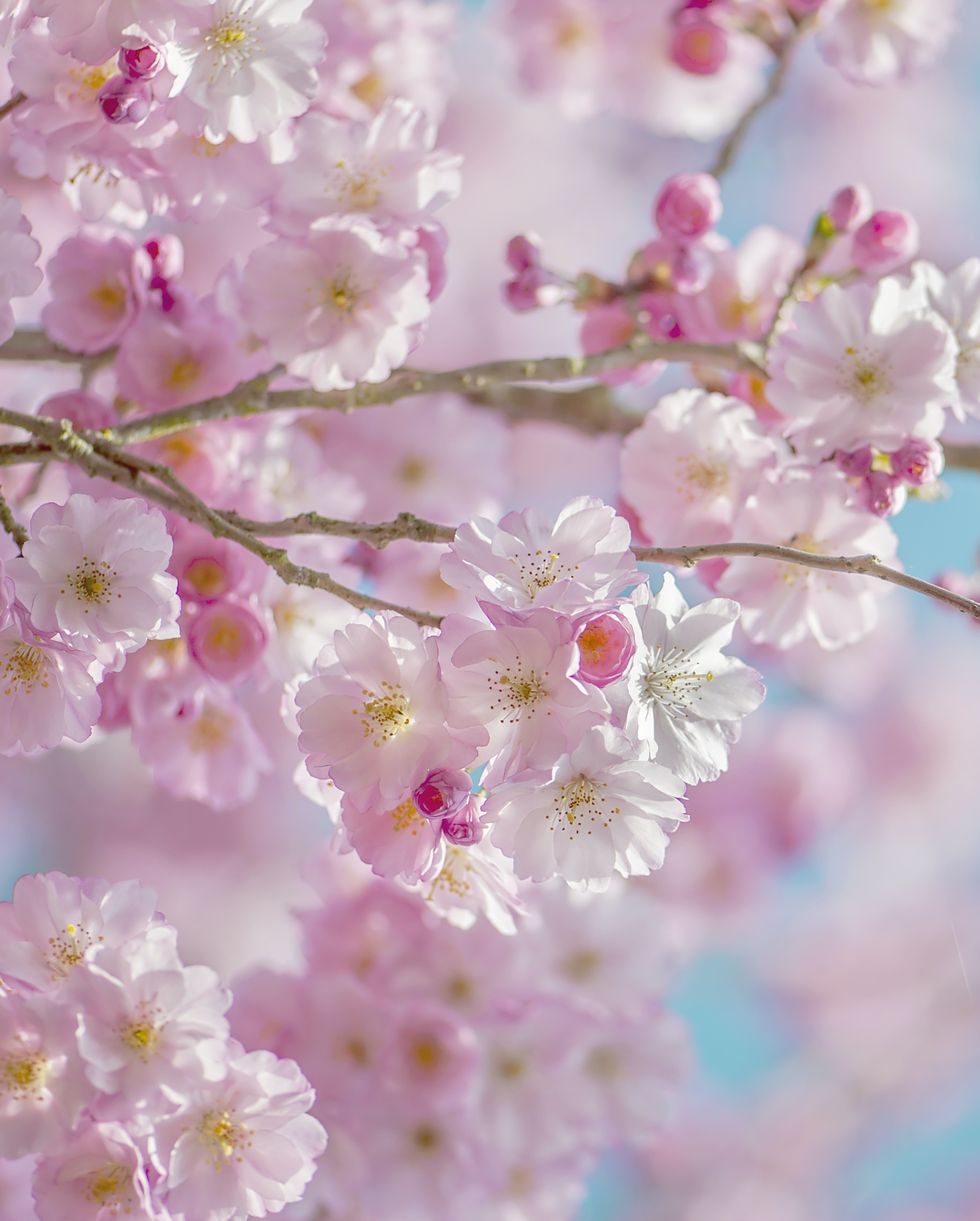 where to see blossom in the uk