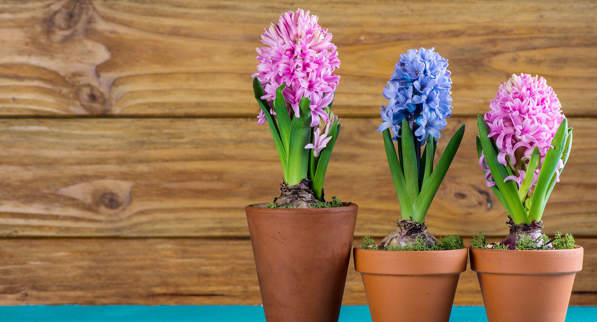 When to Plant Bulbs - Plant Tulip, Hyacinth, Daffodil Bulbs