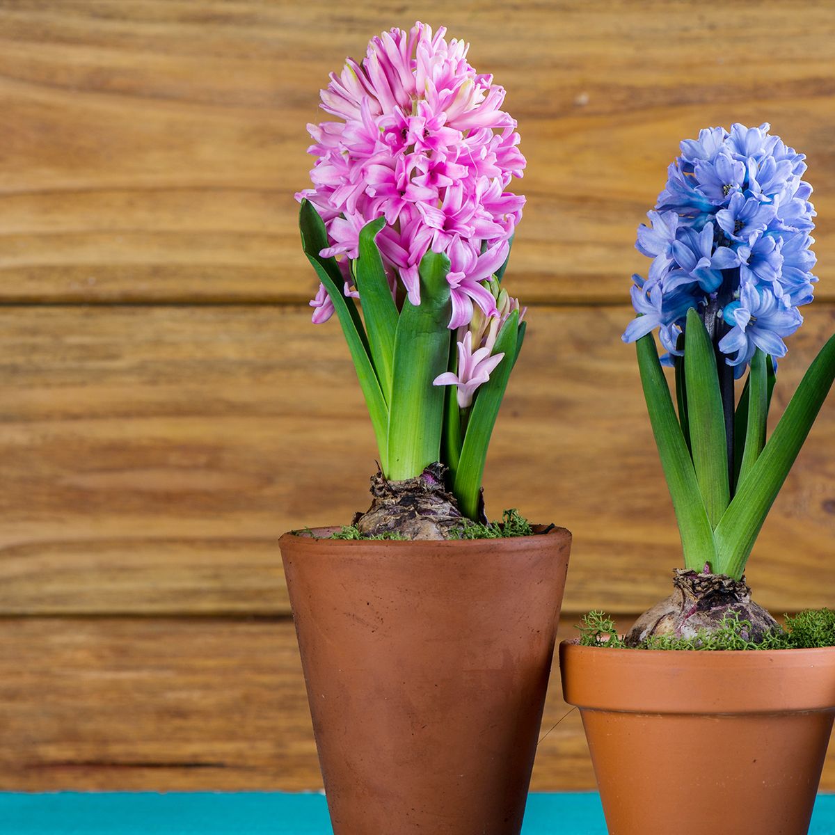 scannen Netjes benzine When to Plant Bulbs - When to Plant Tulip, Hyacinth, Daffodil Bulbs
