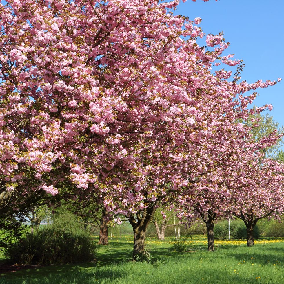 flowering trees cherry blossoms