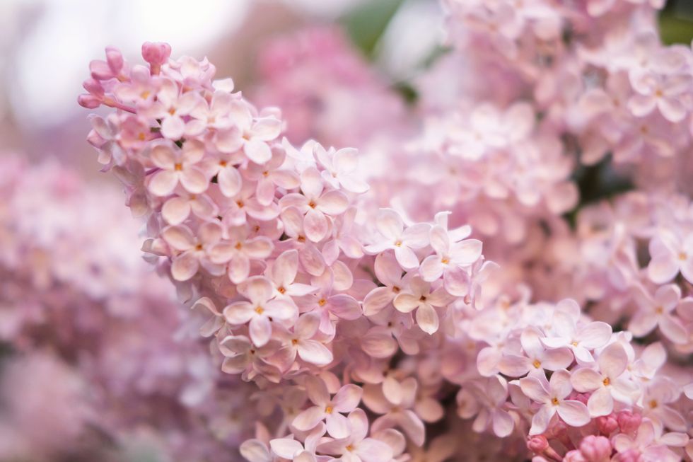 spring collection of holiday cards with pink, lilac early flowers. flower wallpaper