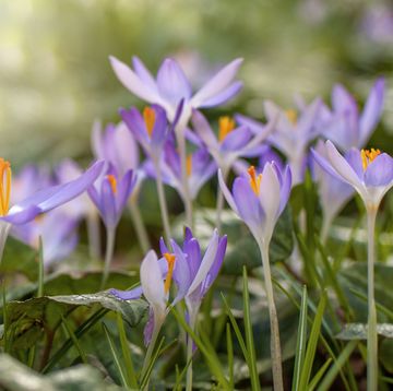planting spring bulbs, spring flowering bulbs to plant in autumn