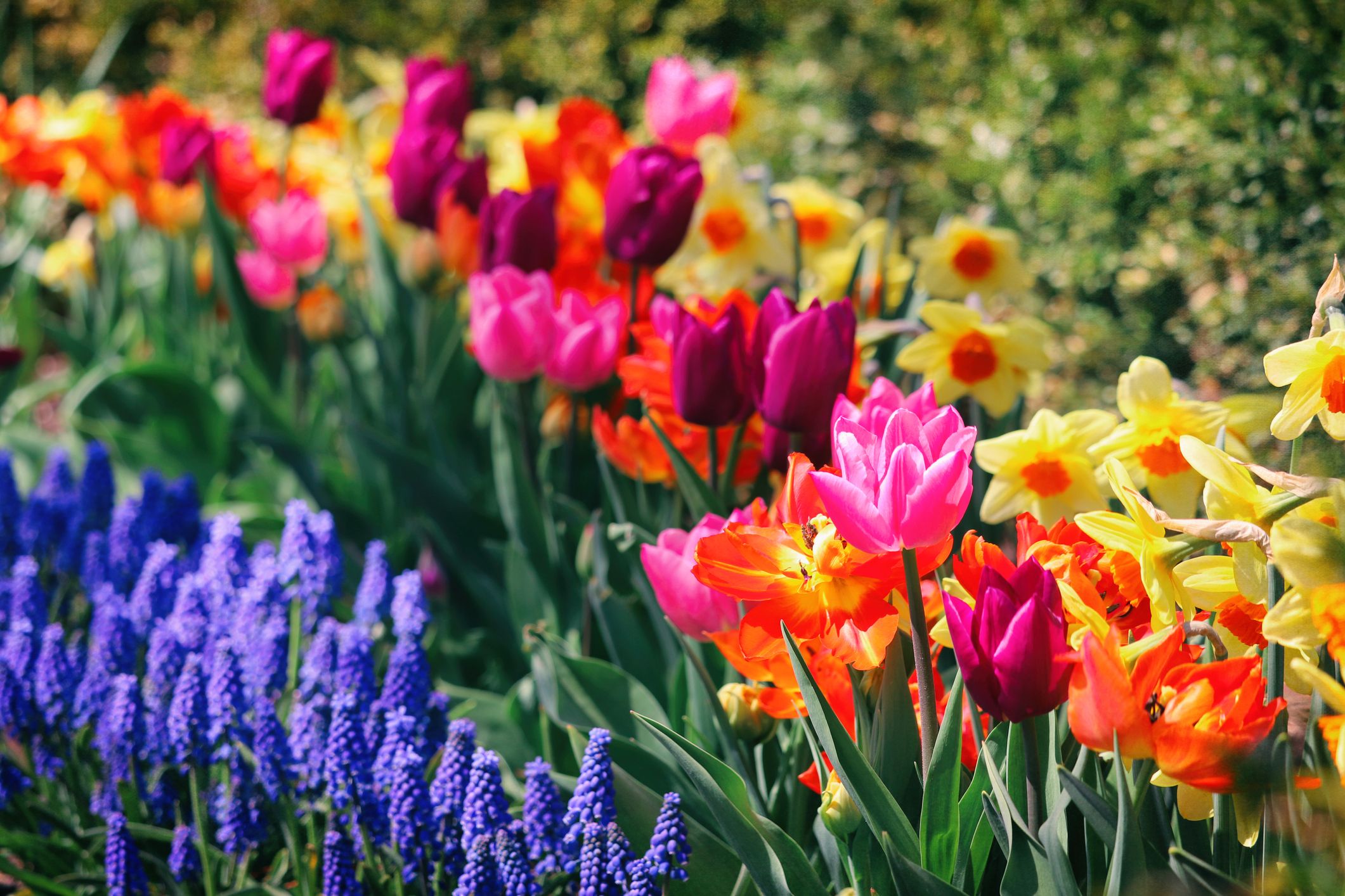 14 Flowers to Plant in Early Spring for Colorful Blooms All Season