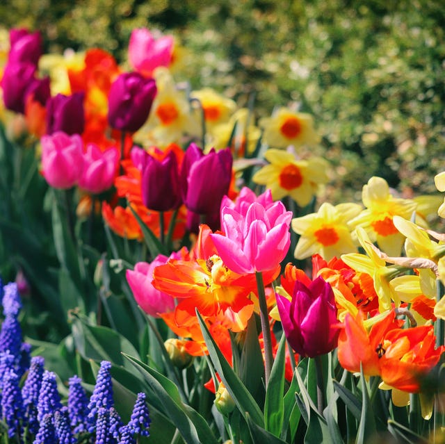 spring flowers